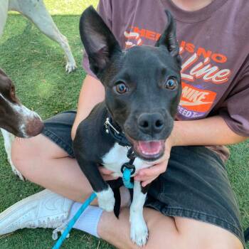 Guppy -  Pit Bull Terrier and Mixed Breed Dog for Adoption in Fort Collins, Colorado - Guppy | PetCurious