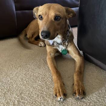 Rescue Mixed Breed Dogs for Adoption in Buffalo, Minnesota - Jewel | PetCurious