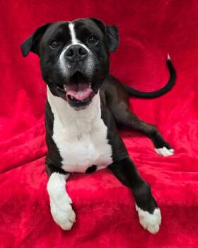 Boxer Dogs Available for Adoption - Zeus | PetCurious