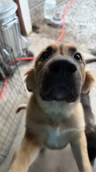 Great Pyrenees and Anatolian Shepherd Dogs Available for Adoption - Loki | PetCurious