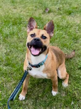 Esme -  American Staffordshire Terrier and Mixed Breed Dog for Adoption in Rock Hill, South Carolina - Esme | PetCurious