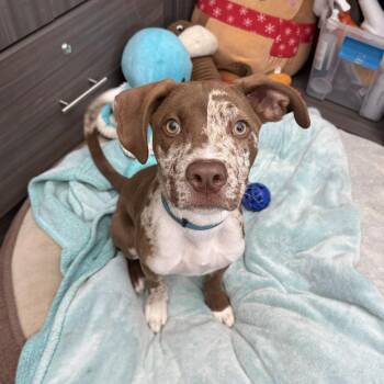Sees -  Terrier and Mixed Breed Dog for Adoption in Jupiter, Florida - Sees | PetCurious