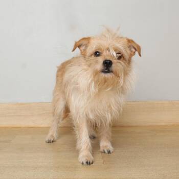 Norwich Terrier and Mixed Breed Dogs Available for Adoption in Minnetonka, Minnesota - Waylon D69399 | PetCurious