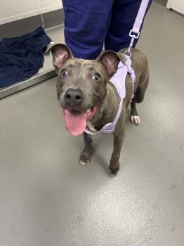 Rescue Mixed Breed Dogs for Adoption in Dallas, Texas - Carmit | PetCurious