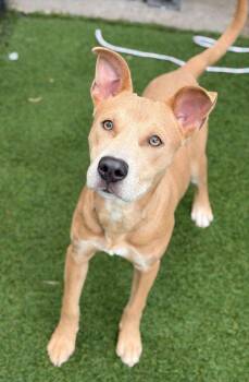 Neon -  Labrador Retriever Dog for Adoption in Portland, Maine - Neon | PetCurious
