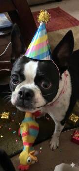 Coco -  Boston Terrier Dog for Adoption in Wheaton, Illinois - Coco | PetCurious