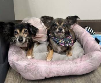 Fluffy -  Chihuahua and Mixed Breed Dog for Adoption in Palm Coast, Florida - Fluffy | PetCurious