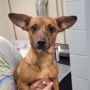 Rescue Dachshund Dogs for Adoption in Kansas City, Kansas - Autumn | PetCurious