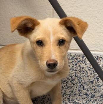 Red -  Australian Cattle Dog Blue Heeler Dog for Adoption in Golden, Colorado - Red | PetCurious