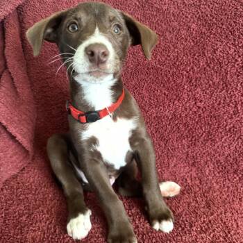 Gravy -  Mixed Breed Dog for Adoption in Pelham, New Hampshire - Gravy | PetCurious