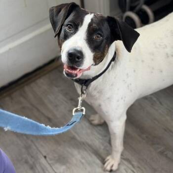Daisy Darling -  Black Labrador Retriever and Mixed Breed Dog for Adoption in New Orleans, Louisiana - Daisy Darling | PetCurious