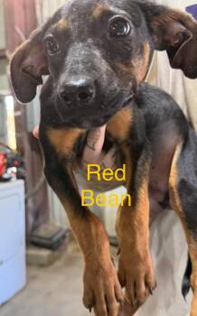 Red Bean -  Shepherd Dog for Adoption in Saint Francisville, Louisiana - Red Bean | PetCurious