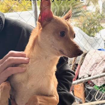 Chihuahua and Mixed Breed Dogs Available for Adoption - RJ | PetCurious