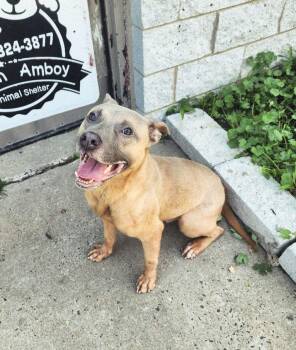 Waldo -  American Staffordshire Terrier Dog for Adoption in Perth Amboy, New Jersey - Waldo | PetCurious