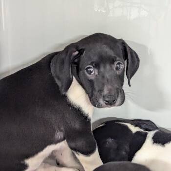 London Broil -  Hound and Mixed Breed Dog for Adoption in Charlottesville, Virginia - London Broil | PetCurious