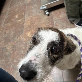 Terrier Dogs Available for Adoption in Ojai, California - Daisey | PetCurious