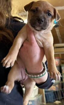 Border Collie and Mixed Breed Dogs Available for Adoption in Klamath Falls, Oregon - Marigold | PetCurious