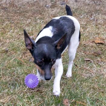 Freckles -  Chihuahua and Terrier Dog for Adoption in Erie, Pennsylvania - Freckles | PetCurious