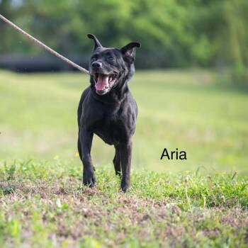 Labrador Retriever and Mixed Breed Dogs Available for Adoption in Bartlett, Tennessee - Aria | PetCurious