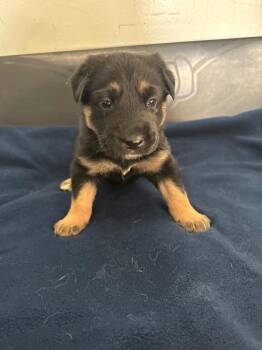 Contigo -  Afghan Hound Dog for Adoption in Winnipeg, Manitoba - Contigo | PetCurious