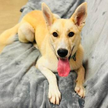 Champagne -  Mixed Breed Dog for Adoption in West Chester, Pennsylvania - Champagne | PetCurious