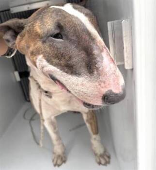Bull Terrier Dogs Available for Adoption in Houston, Texas - A655831 | PetCurious