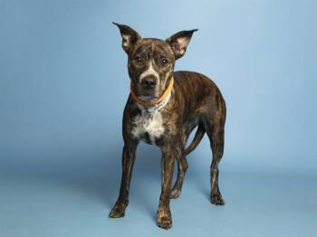JOKER -  Pit Bull Terrier Dog for Adoption in Phoenix, Arizona - JOKER | PetCurious