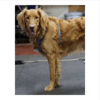 Rescue Golden Retriever Dogs for Adoption in Minneapolis, Minnesota - Lewis | PetCurious