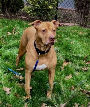 Pit Bull Terrier Dogs Available for Adoption - Sylvie | PetCurious