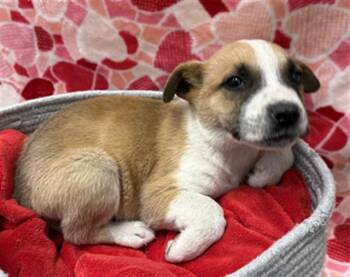 German Shepherd Dog and Mixed Breed Dogs Available for Adoption - SHILOH | PetCurious