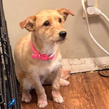 Dachshund Dogs Available for Adoption in St. Louis, Missouri - Lady Long | PetCurious