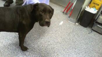 Labrador Retriever and Mixed Breed Dogs Available for Adoption in Charlotte, North Carolina - A1262705 | PetCurious