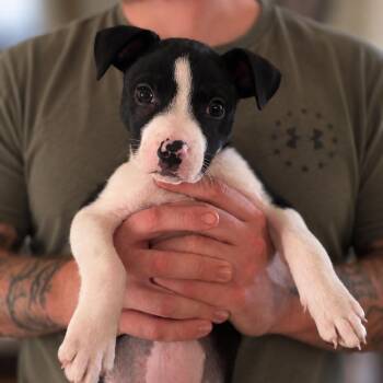 Ahlriin -  Pit Bull Terrier and Mixed Breed Dog for Adoption in Shinnston, West Virginia - Ahlriin | PetCurious
