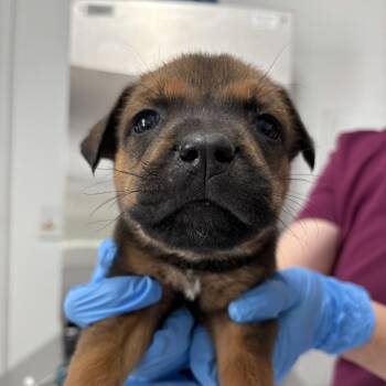Shepherd and Mixed Breed Dogs Available for Adoption in Freeport, Florida - Glenn | PetCurious