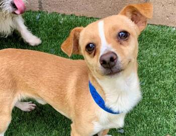 DANTE -  Chihuahua and Mixed Breed Dog for Adoption in Moreno Valley, California - DANTE | PetCurious