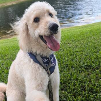 Cooper -  Golden Retriever and Poodle Dog Available for Adoption in Fort Lauderdale, Florida - Cooper | PetCurious