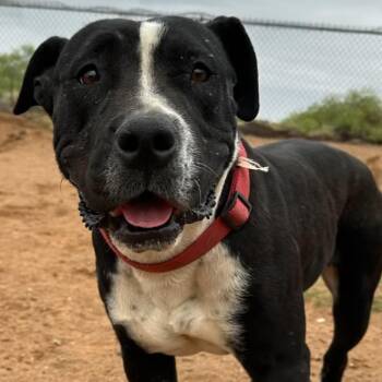 American Staffordshire Terrier Dogs Available for Adoption in Casa Grande, Arizona - Valerie | PetCurious