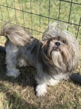 Kokie~FOSTER OR FOSTER TO ADOPT NEEDED~ -  Shih Tzu Dog for Adoption in Minneapolis, Minnesota - Kokie~FOSTER OR FOSTER TO ADOPT NEEDED~ | PetCurious