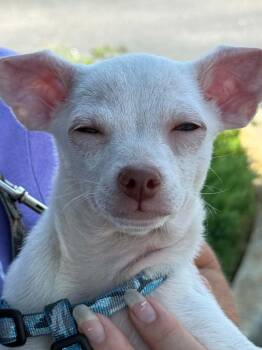 Oliver -  Chihuahua Dog for Adoption in Mount Pleasant, South Carolina - Oliver | PetCurious