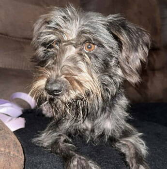 Rescue Schnauzer Dogs for Adoption in Grand Bay, Alabama - Brooklyn | PetCurious