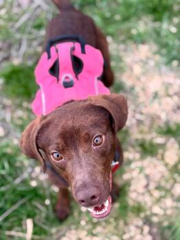 Chocolate Labrador Retriever Dogs Available for Adoption in Livonia, Michigan - Mary | PetCurious