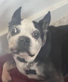 Bosco and Bugsy -  Boston Terrier Dog for Adoption in Scottsdale, Arizona - Bosco And Bugsy | PetCurious