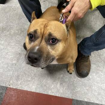 Belly Perez -  American Bully Dog for Adoption in Philadelphia, Pennsylvania - Belly Perez | PetCurious