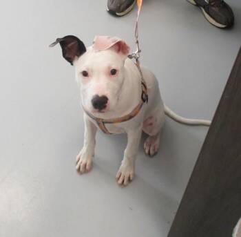 DIXIE BELLA -  Pit Bull Terrier and Mixed Breed Dog for Adoption in Ocala, Florida - DIXIE BELLA | PetCurious