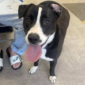 Mixed Breed Dogs Available for Adoption in Philadelphia, Pennsylvania - Evie | PetCurious