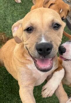 Rescue Black Mouth Cur and Rhodesian Ridgeback Dogs for Adoption in Fort Myers, Florida - Moana-Adorable Pup! | PetCurious