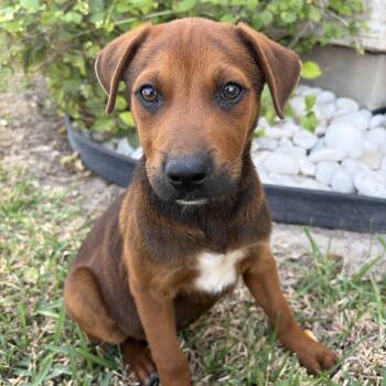 Redbone Coonhound and Labrador Retriever Dogs Available for Adoption - Judd  | PetCurious