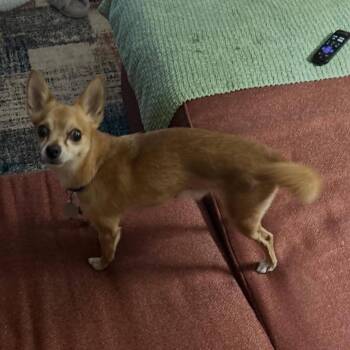 Chihuahua Dogs Available for Adoption - Moses | PetCurious