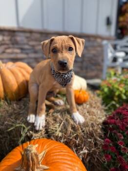 Rescue Labrador Retriever and Mixed Breed Dogs for Adoption in Aiken, South Carolina - Snickers | PetCurious