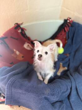 Rescue Terrier and Chihuahua Dogs for Adoption in Laguna Beach, California - Picosa | PetCurious